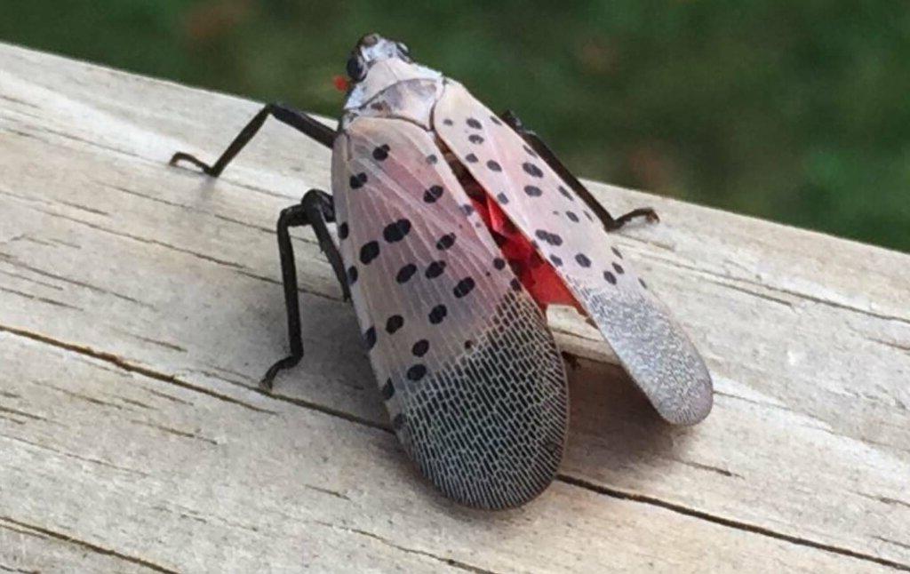 Lantern Fly